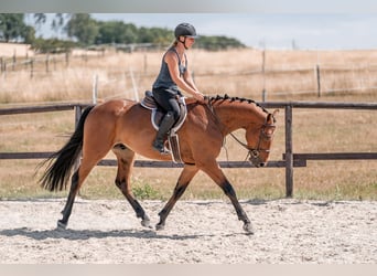 Hannoveraner, Wallach, 4 Jahre, 160 cm, Rotbrauner