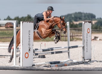Hannoveraner, Wallach, 4 Jahre, 160 cm, Rotbrauner