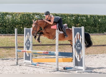 Hannoveraner, Wallach, 4 Jahre, 160 cm, Rotbrauner