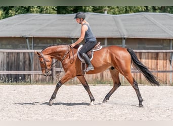 Hannoveraner, Wallach, 4 Jahre, 160 cm, Rotbrauner
