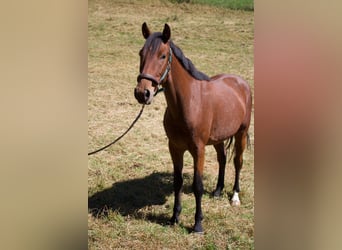 Hannoveraner, Wallach, 4 Jahre, 161 cm, Brauner