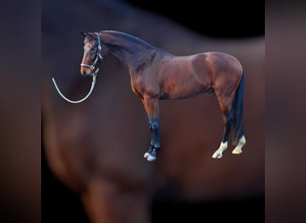 Hannoveraner, Wallach, 4 Jahre, 161 cm, Dunkelbrauner