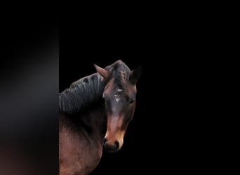 Hannoveraner, Wallach, 4 Jahre, 161 cm, Dunkelbrauner