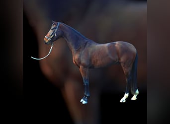 Hannoveraner, Wallach, 4 Jahre, 161 cm, Dunkelbrauner