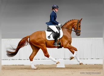 Hannoveraner, Wallach, 4 Jahre, 161 cm, Fuchs