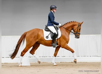 Hannoveraner, Wallach, 4 Jahre, 161 cm, Fuchs