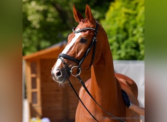 Hannoveraner, Wallach, 4 Jahre, 161 cm, Fuchs