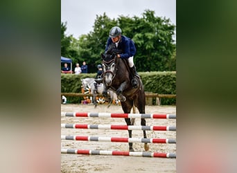 Hannoveraner, Wallach, 4 Jahre, 161 cm, Schimmel