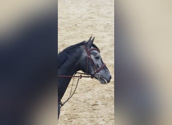 Hannoveraner, Wallach, 4 Jahre, 161 cm, Schimmel