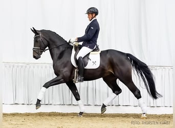 Hannoveraner, Wallach, 4 Jahre, 161 cm, Schwarzbrauner