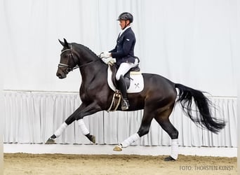 Hannoveraner, Wallach, 4 Jahre, 161 cm, Schwarzbrauner