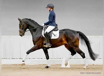 Hannoveraner, Wallach, 4 Jahre, 162 cm, Brauner