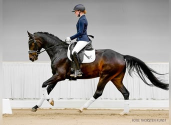 Hannoveraner, Wallach, 4 Jahre, 162 cm, Brauner