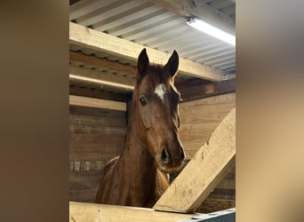 Hannoveraner, Wallach, 4 Jahre, 162 cm, Fuchs