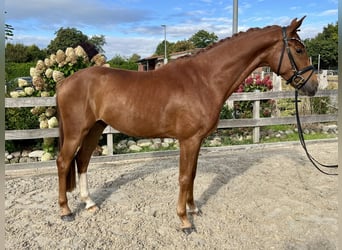 Hannoveraner, Wallach, 4 Jahre, 162 cm, Fuchs