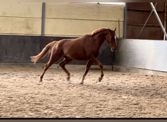 Hannoveraner, Wallach, 4 Jahre, 162 cm, Fuchs