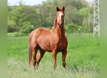 Hannoveraner, Wallach, 4 Jahre, 162 cm, Fuchs