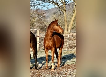 Hannoveraner, Wallach, 4 Jahre, 162 cm, Fuchs