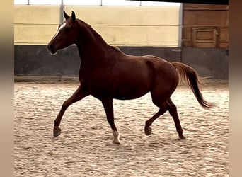 Hannoveraner, Wallach, 4 Jahre, 162 cm, Fuchs