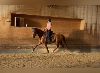 Hannoveraner, Wallach, 4 Jahre, 162 cm, Fuchs