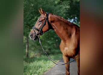 Hannoveraner, Wallach, 4 Jahre, 162 cm, Fuchs