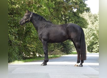Hannoveraner, Wallach, 4 Jahre, 162 cm, Rappe