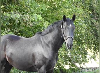 Hannoveraner, Wallach, 4 Jahre, 162 cm, Rappe