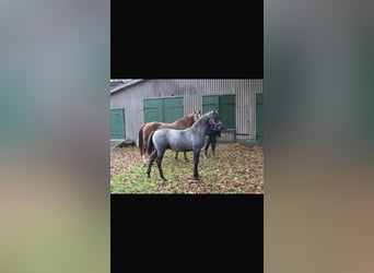 Hannoveraner, Wallach, 4 Jahre, 162 cm, Schimmel