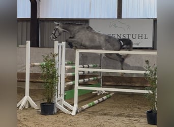 Hannoveraner, Wallach, 4 Jahre, 162 cm, Schimmel