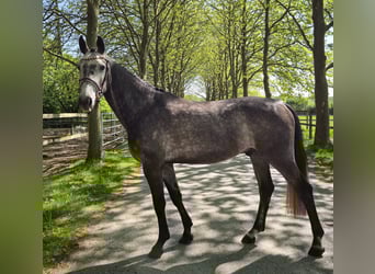 Hannoveraner, Wallach, 4 Jahre, 163 cm, Apfelschimmel