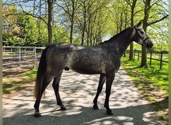 Hannoveraner, Wallach, 4 Jahre, 163 cm, Apfelschimmel
