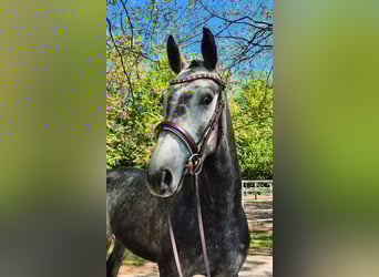 Hannoveraner, Wallach, 4 Jahre, 163 cm, Apfelschimmel