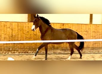 Hannoveraner, Wallach, 4 Jahre, 163 cm, Brauner