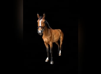 Hannoveraner, Wallach, 4 Jahre, 163 cm, Brauner