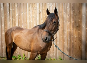 Hannoveraner, Wallach, 4 Jahre, 163 cm, Brauner