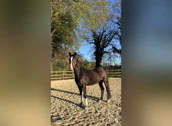 Hannoveraner, Wallach, 4 Jahre, 163 cm, Dunkelbrauner