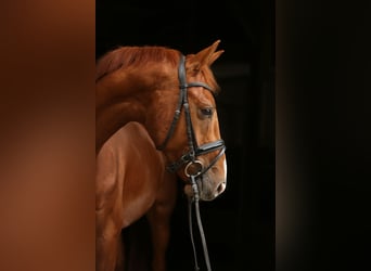 Hannoveraner, Wallach, 4 Jahre, 163 cm, Fuchs