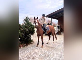 Hannoveraner, Wallach, 4 Jahre, 163 cm, Fuchs