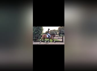 Hannoveraner, Wallach, 4 Jahre, 163 cm, Rotbrauner