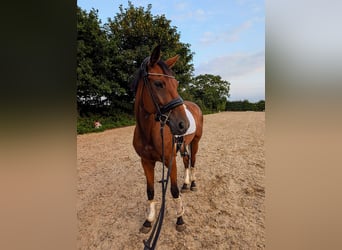 Hannoveraner, Wallach, 4 Jahre, 163 cm, Rotbrauner