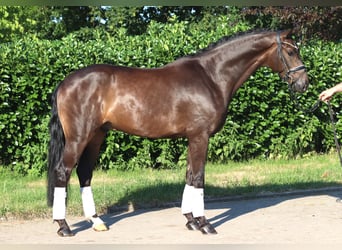 Hannoveraner, Wallach, 4 Jahre, 164 cm, Brauner