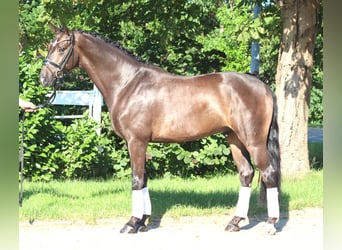 Hannoveraner, Wallach, 4 Jahre, 164 cm, Brauner