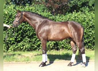 Hannoveraner, Wallach, 4 Jahre, 164 cm, Brauner
