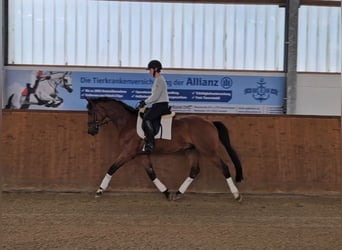 Hannoveraner, Wallach, 4 Jahre, 164 cm, Brauner