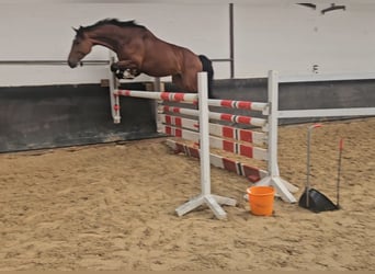 Hannoveraner, Wallach, 4 Jahre, 164 cm, Brauner