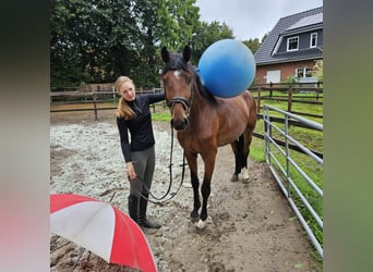 Hannoveraner, Wallach, 4 Jahre, 164 cm, Brauner