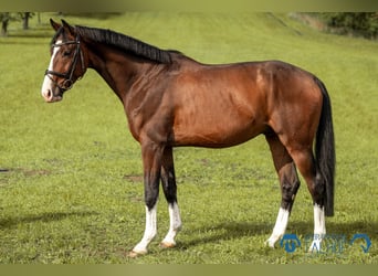 Hannoveraner, Wallach, 4 Jahre, 164 cm, Brauner