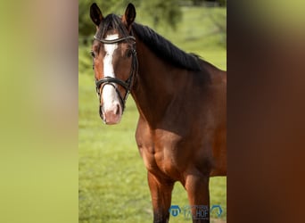 Hannoveraner, Wallach, 4 Jahre, 164 cm, Brauner