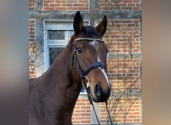 Hannoveraner, Wallach, 4 Jahre, 164 cm, Brauner