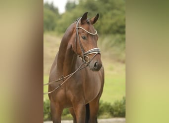 Hannoveraner, Wallach, 4 Jahre, 164 cm, Dunkelbrauner